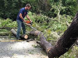 Best Tree Preservation Services  in Pacific, WA