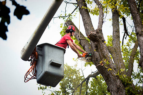 Best Storm Damage Tree Cleanup  in Pacific, WA