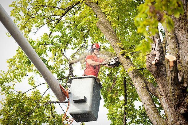 Trusted Pacific, WA Tree Services Experts
